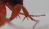 Metopiinae inconnu